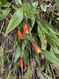 Sobralia crocea image