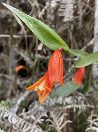 Sobralia crocea image