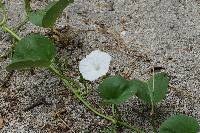 Ipomoea asarifolia image