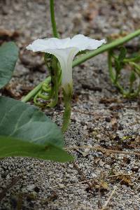 Image of Ipomoea asarifolia