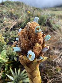 Puya cuevae image