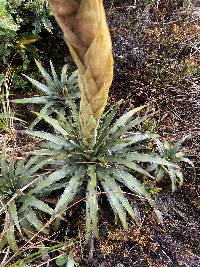 Puya cuevae image