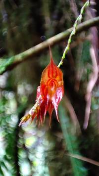 Lepanthes hirtzii image