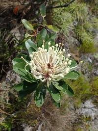 Oreocallis grandiflora image