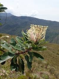 Oreocallis grandiflora image