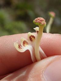 Oreocallis grandiflora image