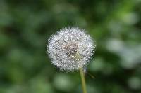 Taraxacum officinale image