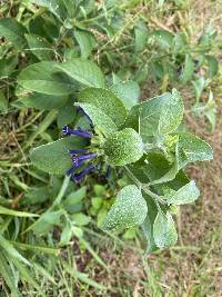 Iochroma cyaneum image