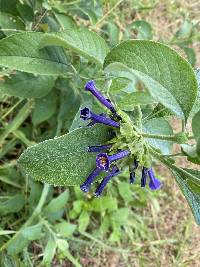 Iochroma cyaneum image