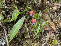 Bomarea brachysepala image