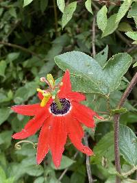 Passiflora manicata image