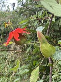 Passiflora manicata image