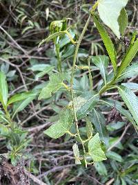 Passiflora exoperculata image