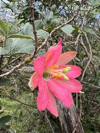 Passiflora mathewsii image