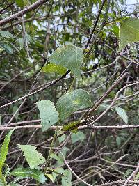 Passiflora exoperculata image