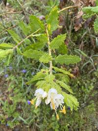 Cantua quercifolia image