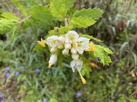 Cantua quercifolia image