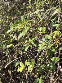 Passiflora manicata image