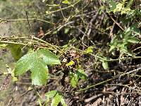 Passiflora manicata image