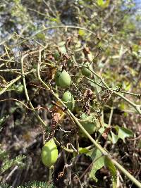 Passiflora manicata image