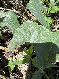 Passiflora indecora image