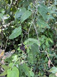 Passiflora indecora image