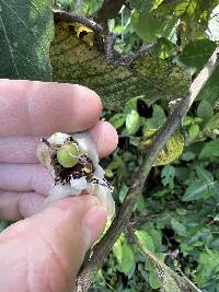 Passiflora indecora image