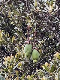 Passiflora mixta image