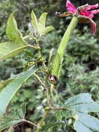 Passiflora mixta image