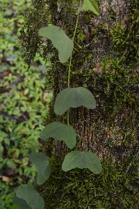 Image of Passiflora indecora