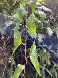 Passiflora exoperculata image