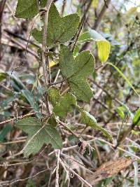 Passiflora roseorum image