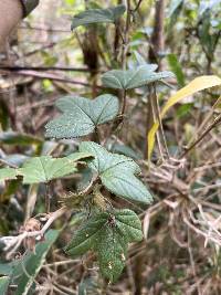 Passiflora roseorum image