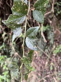 Passiflora exoperculata image