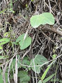 Passiflora sanguinolenta image