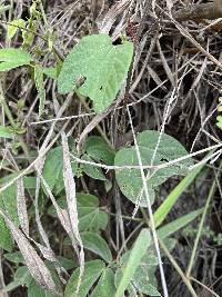 Passiflora sanguinolenta image