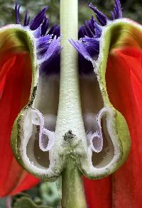 Image of Passiflora manicata