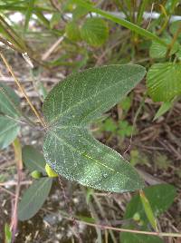 Passiflora indecora image