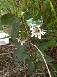 Passiflora indecora image