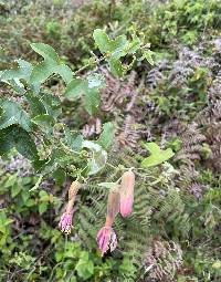 Passiflora brachyantha image