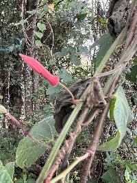 Passiflora sanguinolenta image