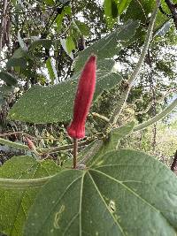 Passiflora sanguinolenta image