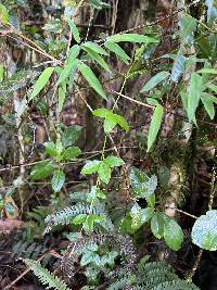 Passiflora roseorum image