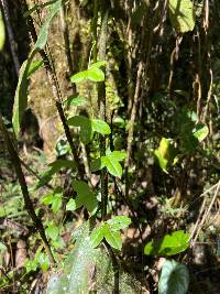 Passiflora roseorum image