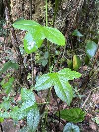 Passiflora roseorum image