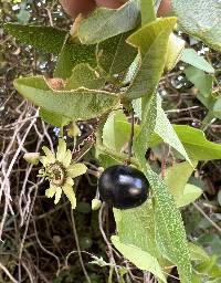 Passiflora exoperculata image