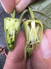 Passiflora viridescens image