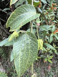 Passiflora viridescens image