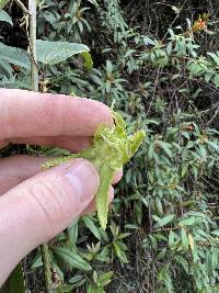 Passiflora viridescens image