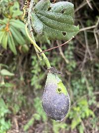 Passiflora viridescens image